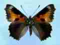 Aglais urticae (cold shock abb 1) (Internet Image property of respective owner, non-commercial use only)